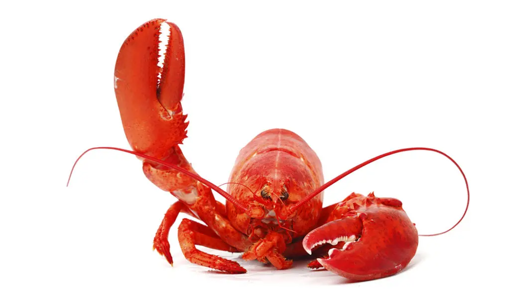 Lobster waving