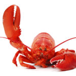 Lobster waving