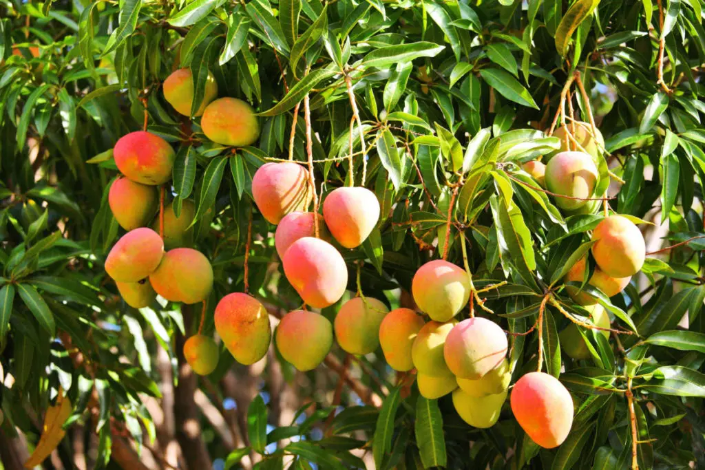 Mango Facts – Mango Tree Image