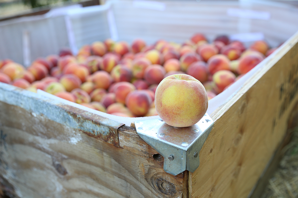 Peach harvest at Harry & David with a peach resting on the lip of a wooden crate full of peaches.