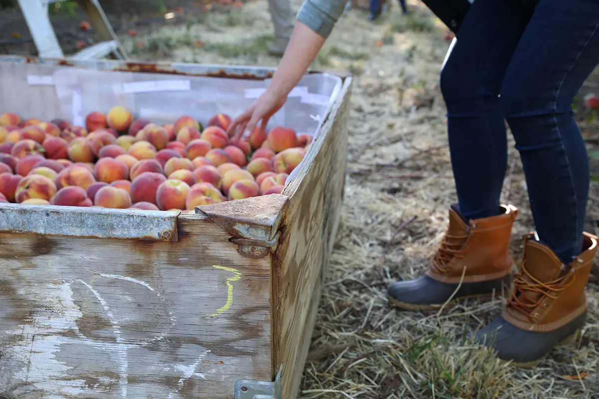 Peach harvest at Harry & David with someone reaching into a wooden crate of Oregold peaches.