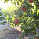 Peach Harvest Brings Sweetness to Summer