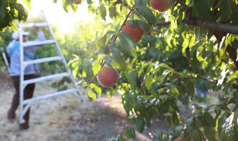peach harvest