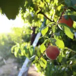 My First Pear Harvest