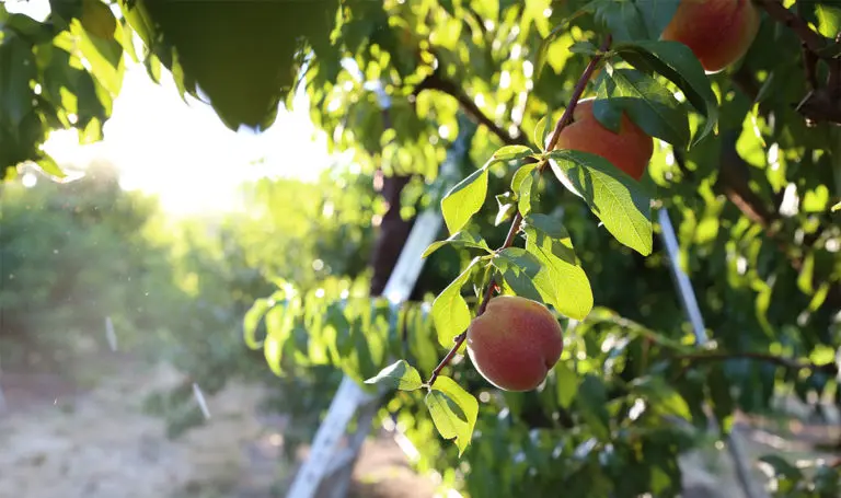 peach-harvest