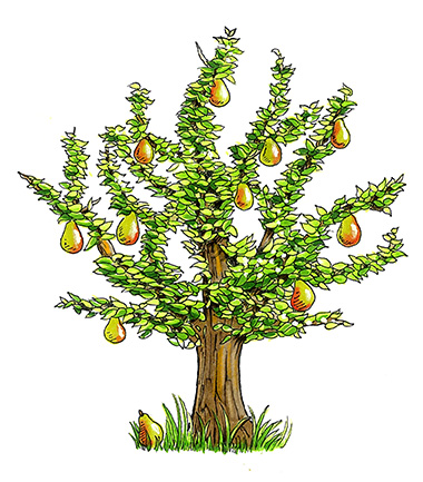 pear tree illustration