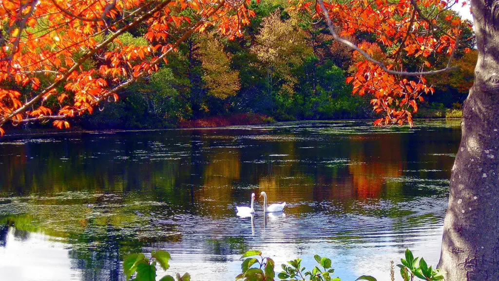 loving fall image -- swans in a pond