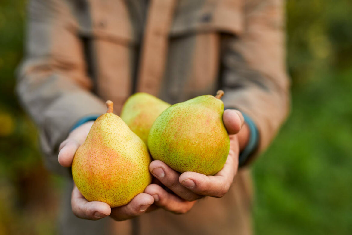 How to Ripen Pears The Table by Harry & David