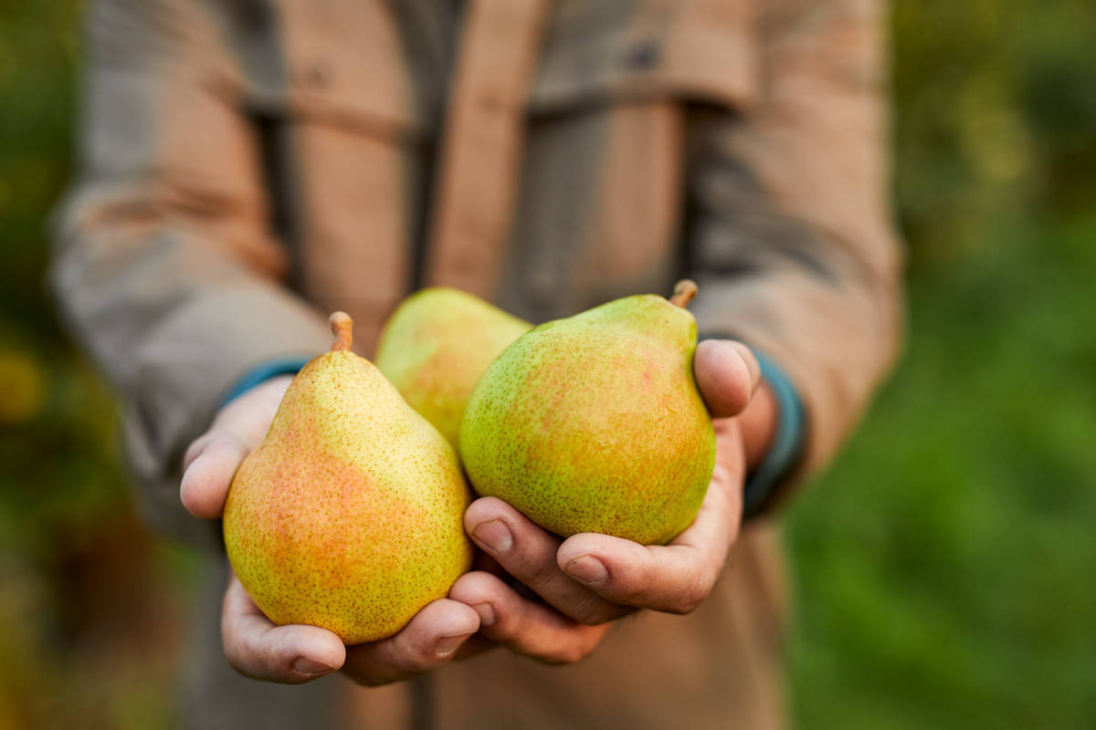 A photo of ripen pears with two hands holding three pears up to the camera.