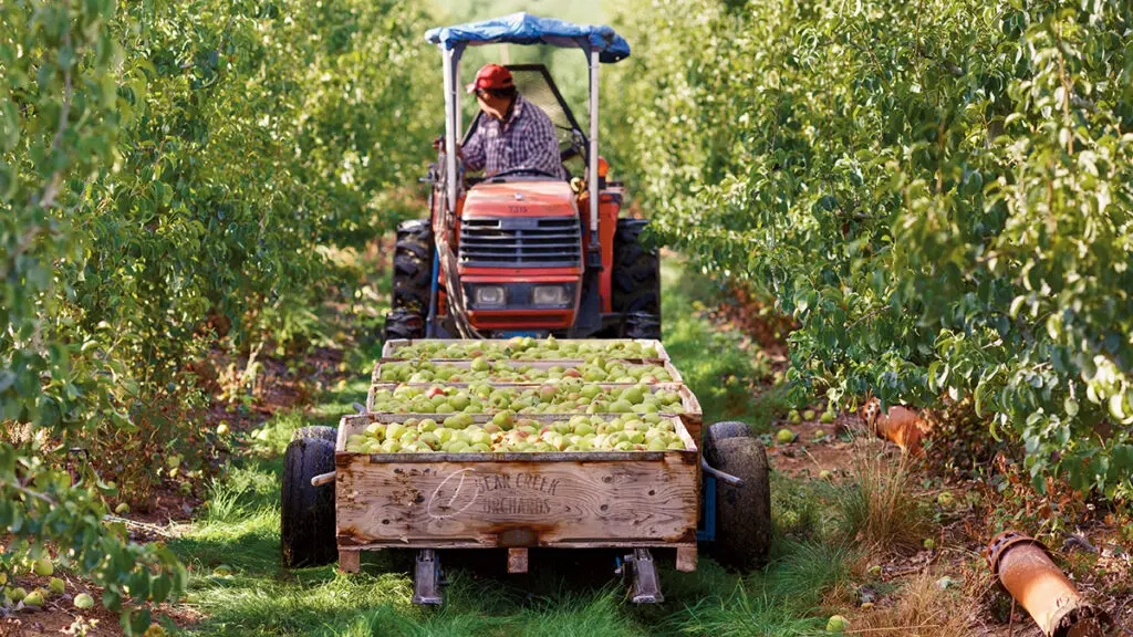 Pear season with a tractor pulling a crate of pears in an orchard.