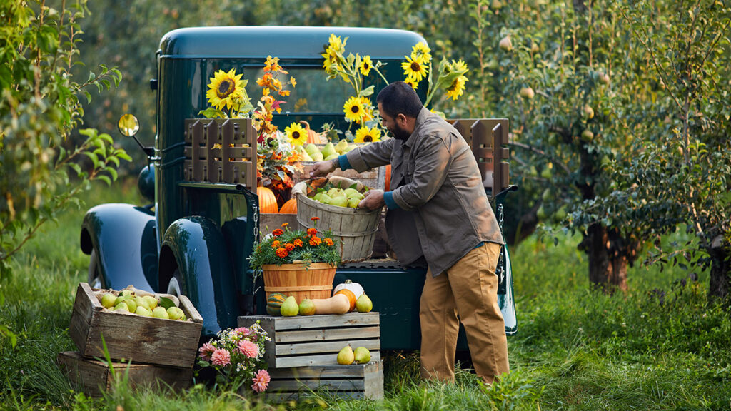 Pear season image - man putting a basket of pears into the back of a blue pickup truck filled with sunflowers and fruit.