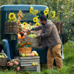 Pear season image - man putting a basket of pears into the back of a blue pickup truck filled with sunflowers and fruit.
