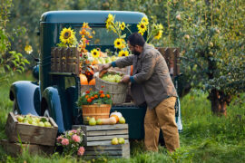 Pear season image - man putting a basket of pears into the back of a blue pickup truck filled with sunflowers and fruit.