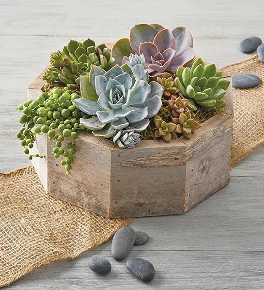 gifts for caregivers - octagonal wooden box with multiple succulent plants cascading out of it.