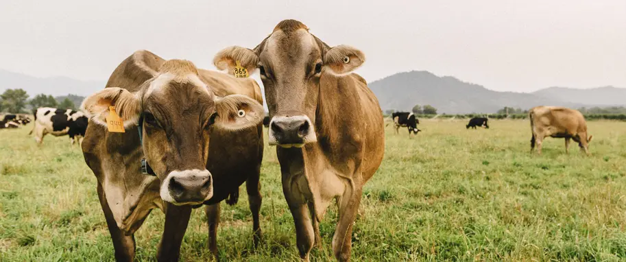 rogue creamery image - cows looking at camera