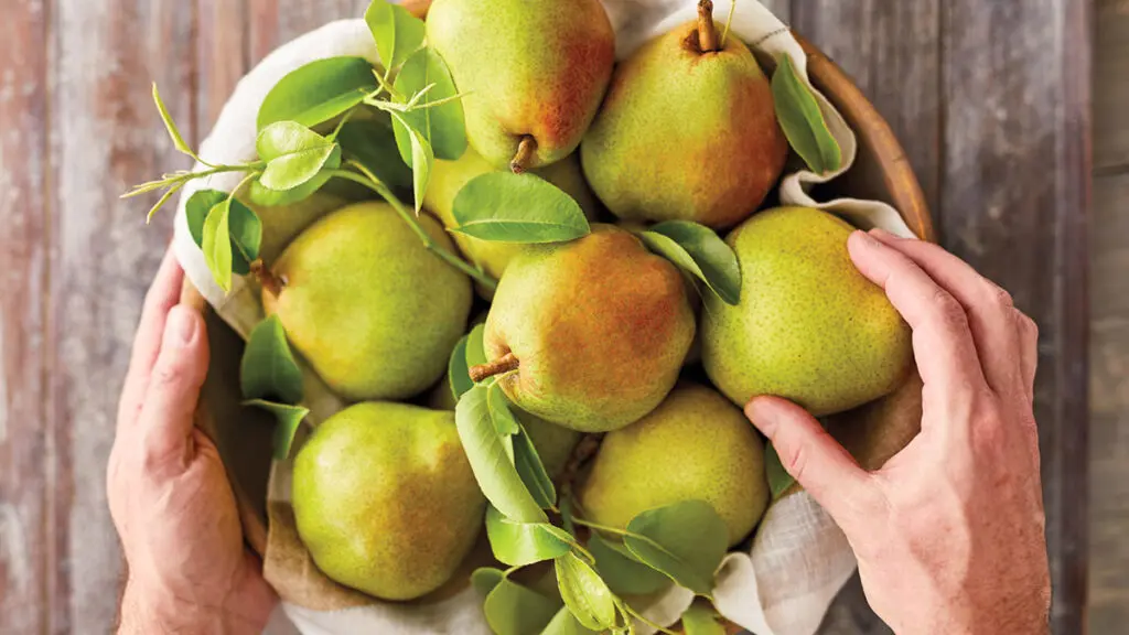 Pear season with a basket of pears.