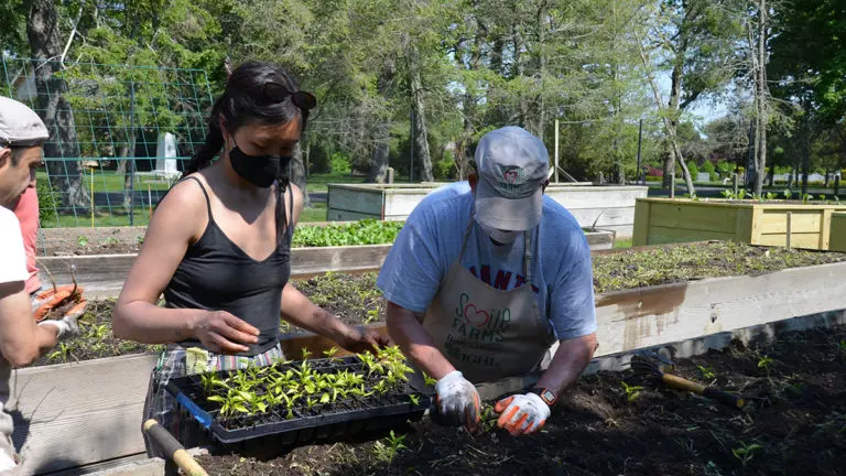 Hot sauce image - two people planting starts in a garden bed