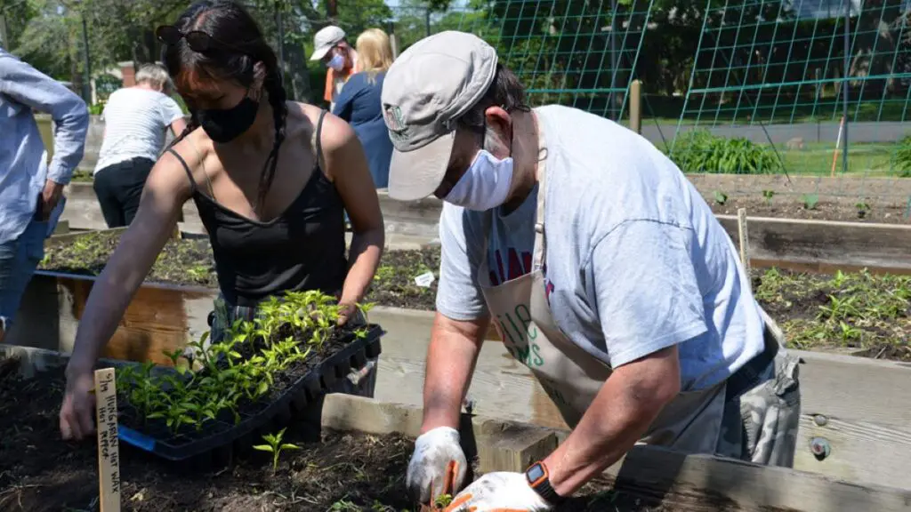 hot sauce image - smile farms planting peppers