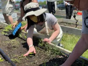 Hot sauce image - people planting starts in garden beds