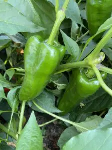 Hot sauce image - green pepper on pepper plant