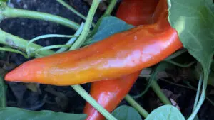 Hot sauce image - red pepper on a plant