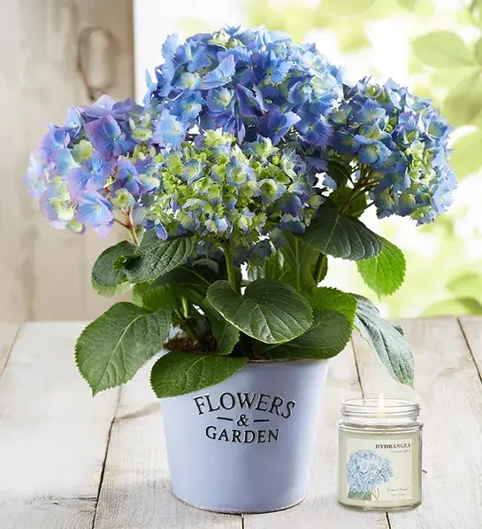 caregiver gifts hydrangeas