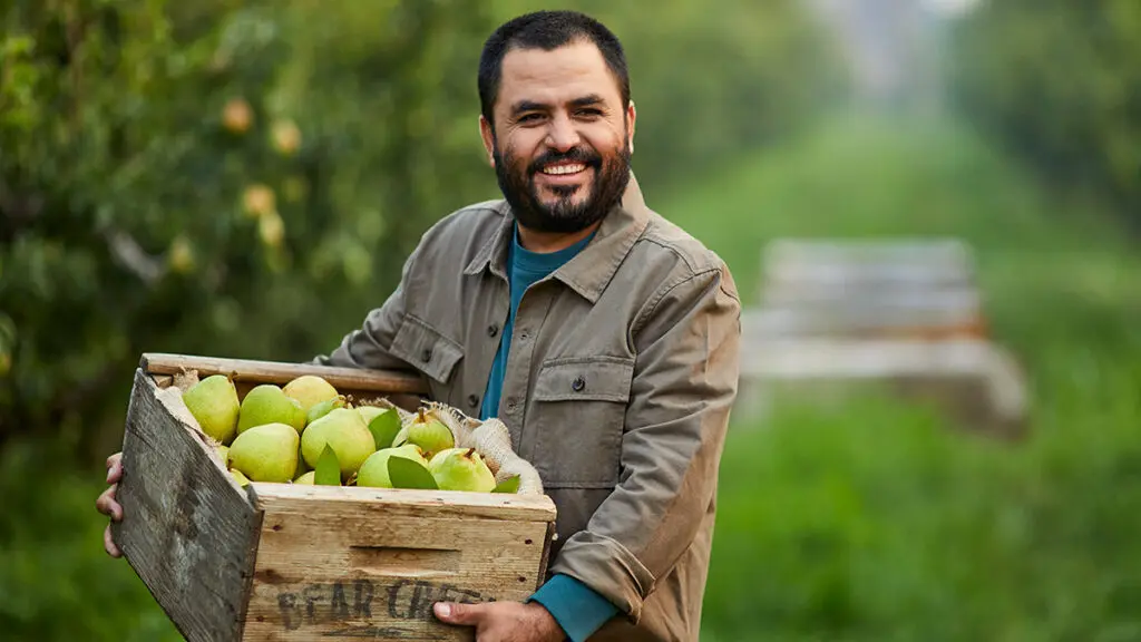 facts about pears image - man holding a crate of pears in the orchard