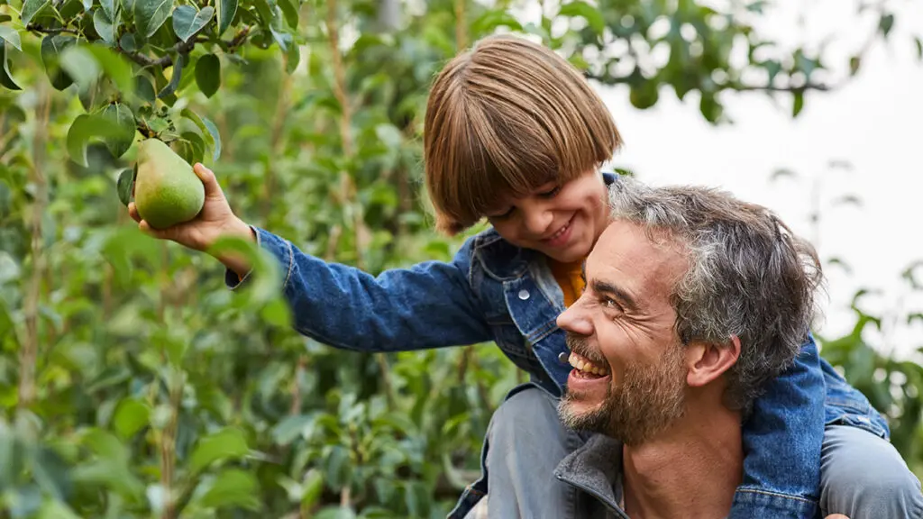 facts about pears image - father and son picking pears