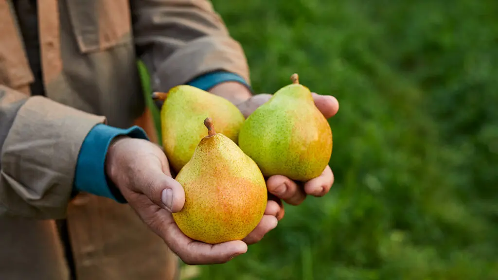 facts about pears image - hands holding three ripe pears