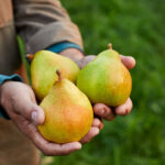 facts about pears image - hands holding three ripe pears