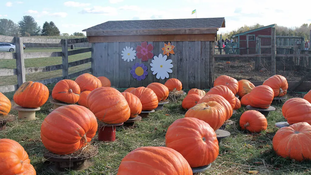 loving fall image -- pumpkin patch