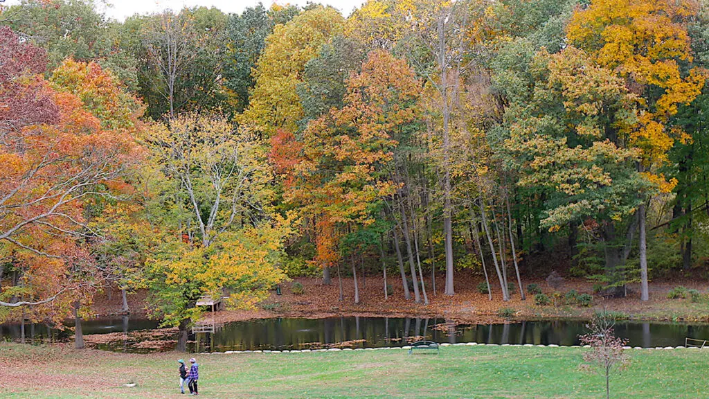 loving fall image -- fall foliage