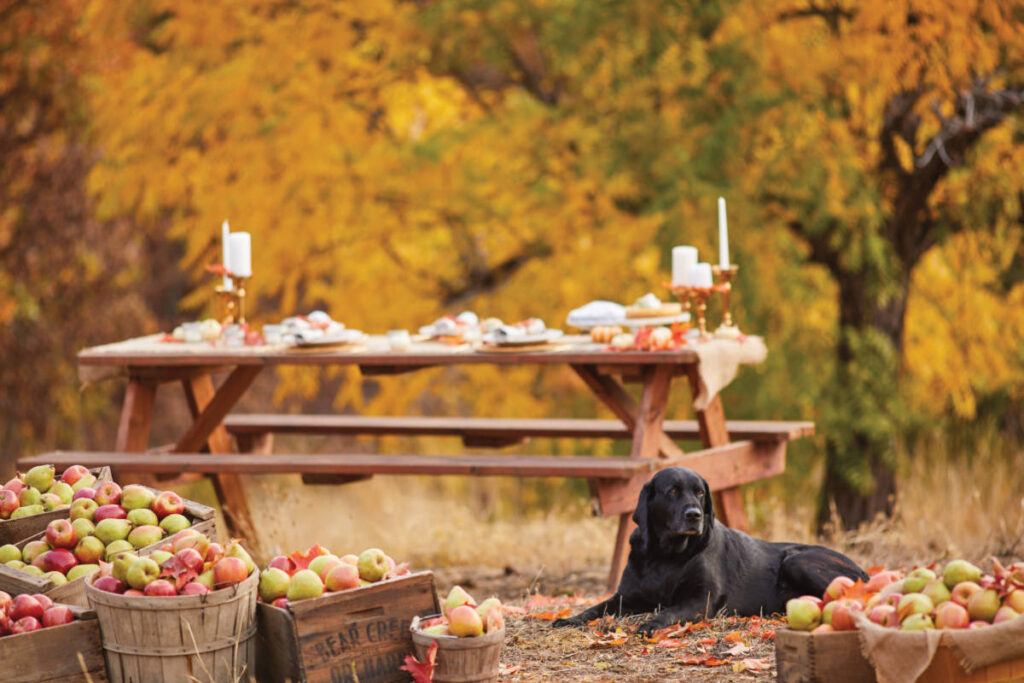 fall leaves image - black dog lying in front of table with fall leaves and barrels of apples surrounding him.