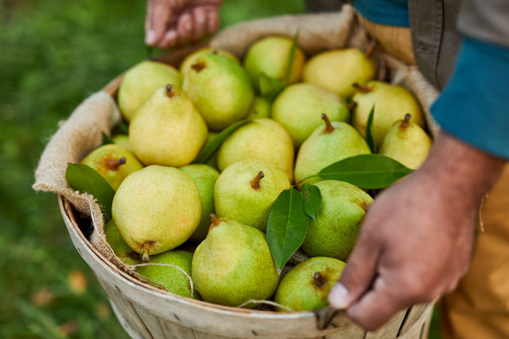 A photo of ripen pears with basket of pears held by two hands.