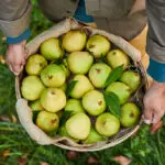 How Harry & David Grows the Juiciest Pears
