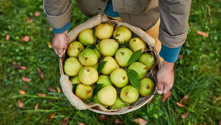 juiciest pears hero