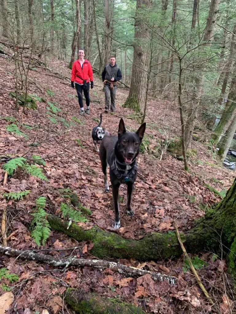 shelter animals image - two dogs on a walk in the woods with man and woman in the background.