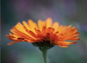 October birthday image - calendula