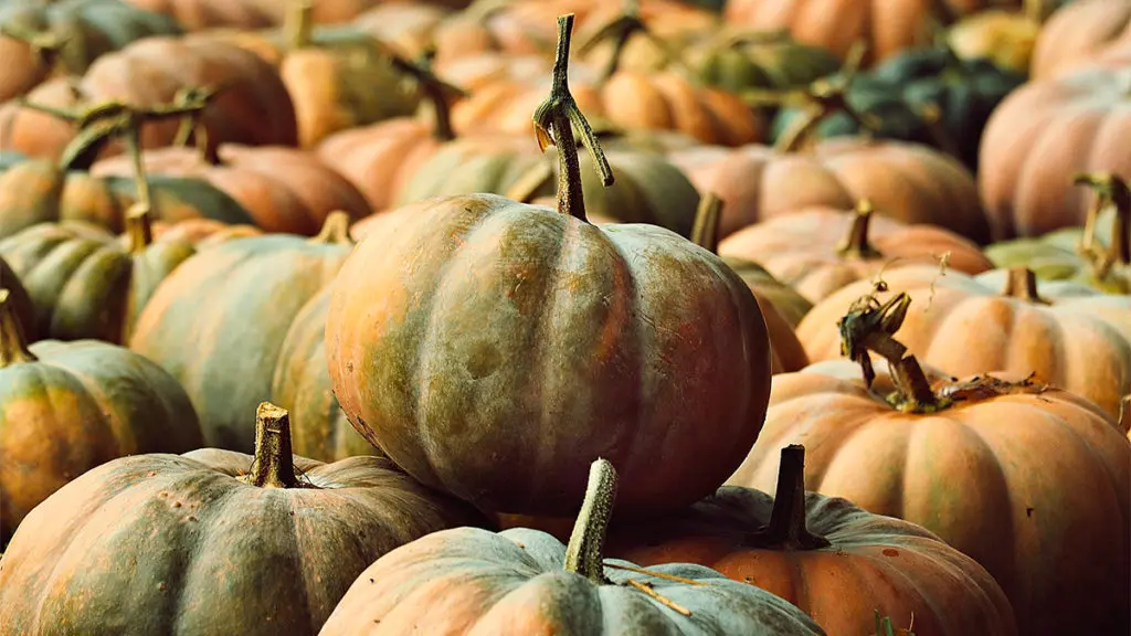 a photo of facts about pumpkins with multicolored pumpkins in a field.