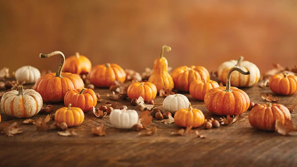 A photo of facts about pumpkins with mini pumpkins on display surrounded by fall leaves