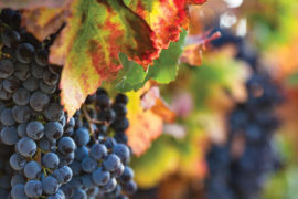 grape harvest image - close up of red grapes with fall leaves