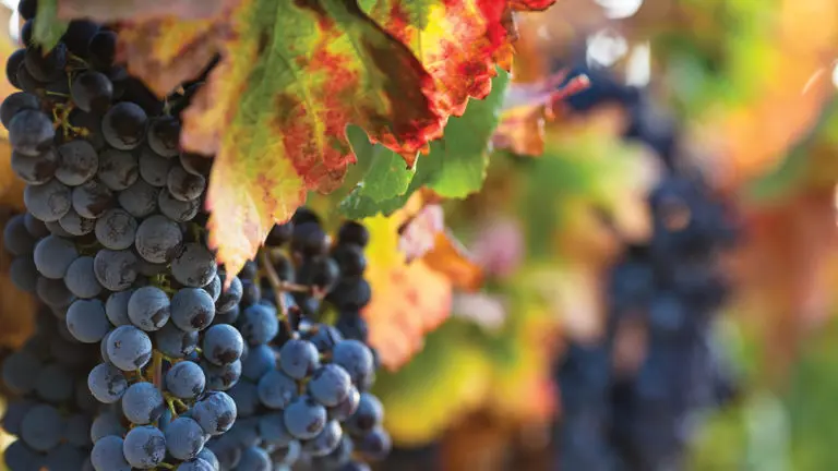 grape harvest image - close up of red grapes with fall leaves