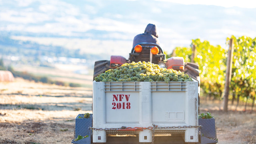grape harvest image - tractor with a trailer full of grapes driving away. 