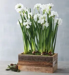 A photo of december birthdays with a planter box of white flowers