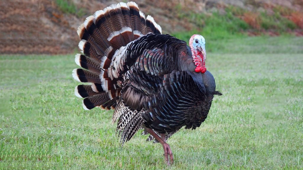 A photo of facts of about thanksgiving with a live turkey.