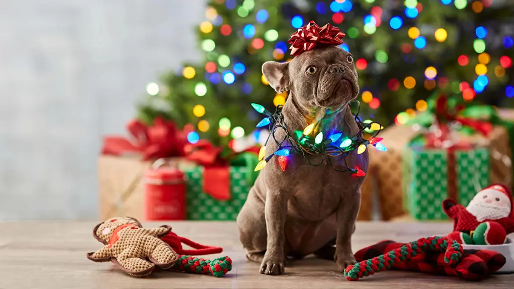 A photo of pet stockings with a dog wearing Christmas lights around their neck and a bow on their head surrounded by presents with a Christmas tree in the background