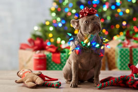 A photo of pet stockings with a dog wearing Christmas lights around their neck and a bow on their head surrounded by presents with a Christmas tree in the background