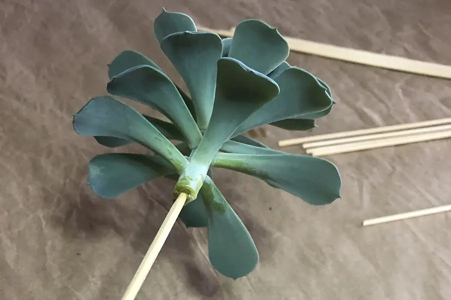 A photo of a pear tablescape with a succulent on a stick