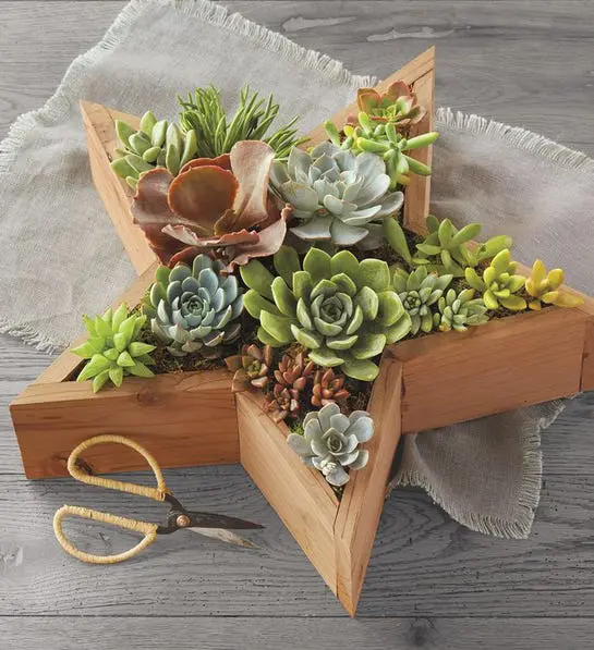 A photo of corporate gifting for the new year with several succulents in a star shaped wooden plant box.