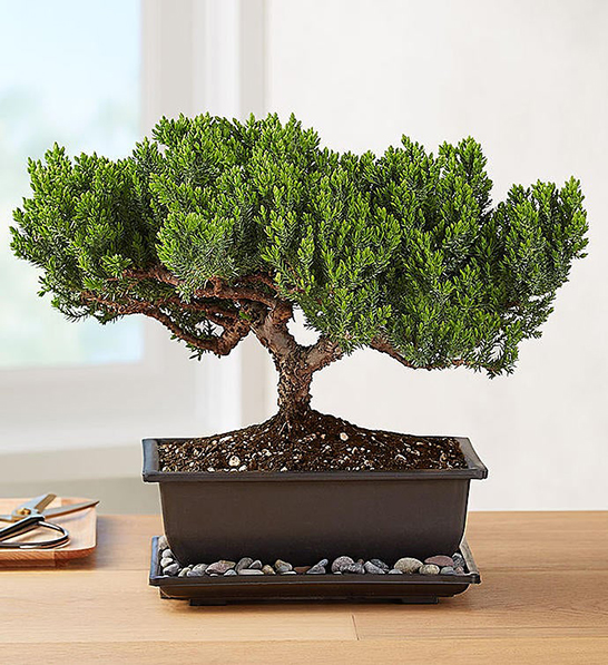 A photo of holiday gifts for employees with a Juniper Bonsai tree in a box.